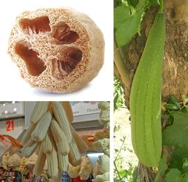   Fruits:   Luffa aegyptiaca ; Photo by T. Nevado and J. Crimson Mann, wikimedia commons
